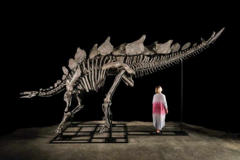 Citadel’s Ken Griffin buys a stegosaurus for $45 million in a record auction sale