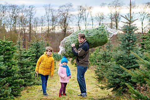 The Christmas Tree Tax